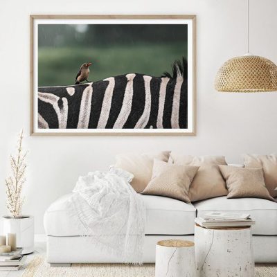 A Dozen and One - Zebra and Oxpecker Framed Print - Shopfox