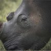 A Dozen and One - Rhino Face Framed Print - Shopfox