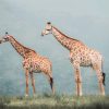 A Dozen and One - Symmetrical Giraffe Framed Print - Shopfox