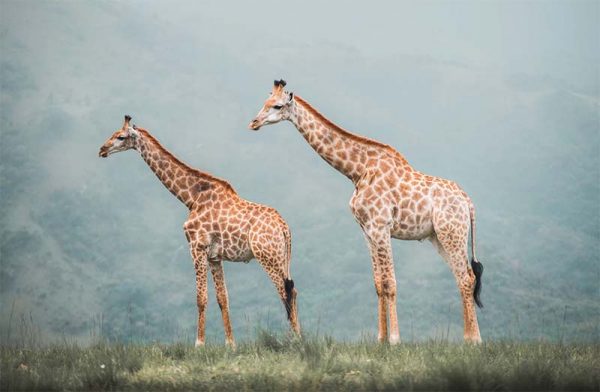A Dozen and One - Symmetrical Giraffe Framed Print - Shopfox