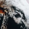 A Dozen and One - Nguni Cow Close-up Framed Print - Shopfox