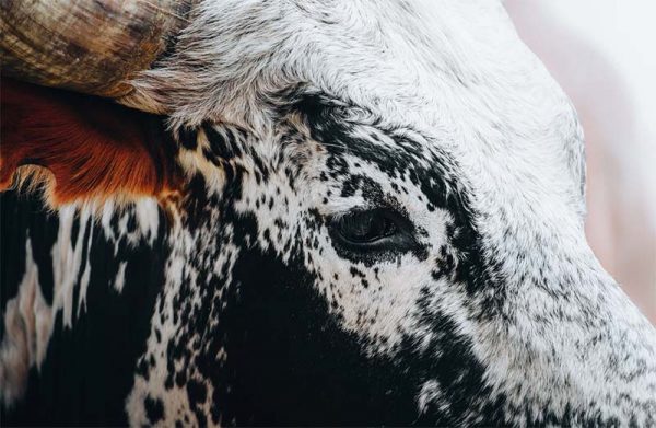 A Dozen and One - Nguni Cow Close-up Framed Print - Shopfox