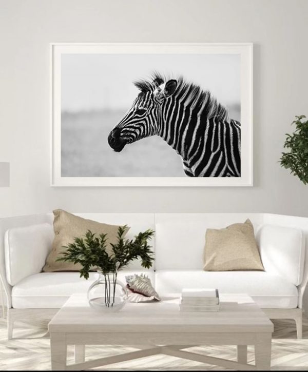 A Dozen and One - Zebra Foal Framed Print - Shopfox