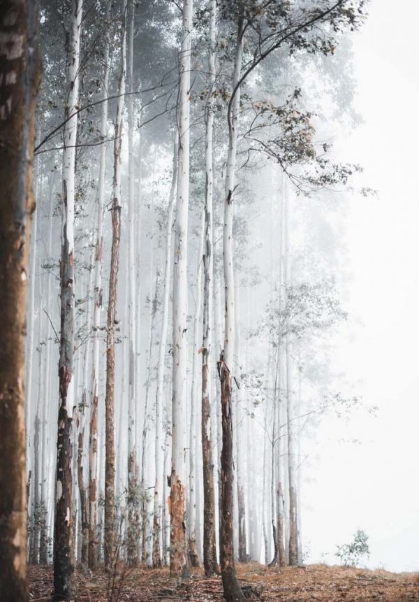 A Dozen and One - Misty Forest Framed Print - Shopfox
