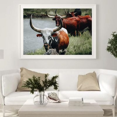 A Dozen and One - Nguni Cows Framed Print - Shopfox