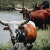 A Dozen and One - Nguni Cows Framed Print - Shopfox