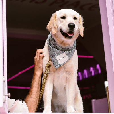 Petite French Co. - Dog Bandana - Shopfox