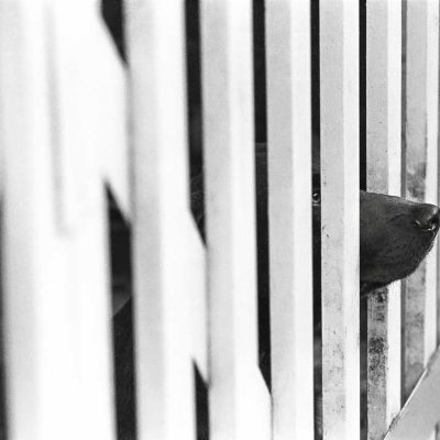 Patrick Royal - Through the Gate - Shopfox